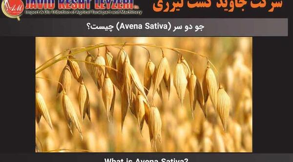 عکس گیاه جو دو سر