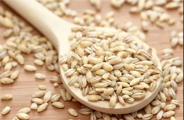 عکس گیاه جو دو سر