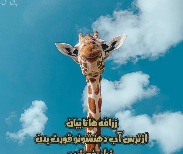 عکس زرافه بچه گانه
