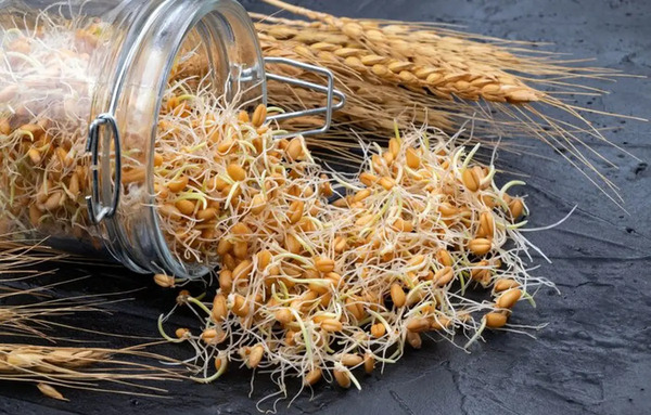 عکس جوانه گندم