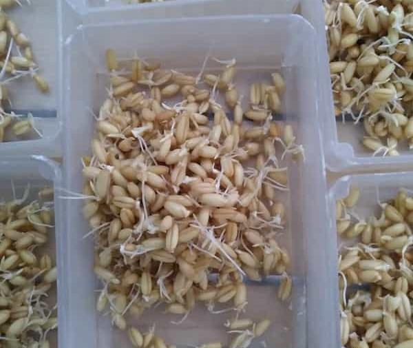 عکس جوانه گندم