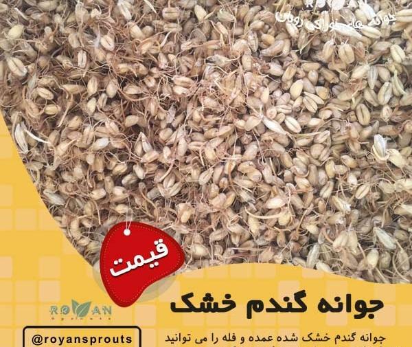 عکس جوانه گندم