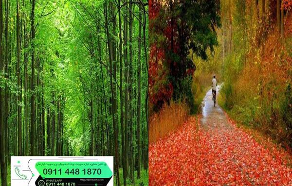 عکس های جنگل چهل چای مینودشت