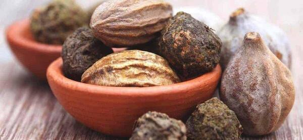 عکس درخت هلیله سیاه