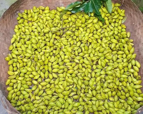 عکس درخت هلیله سیاه