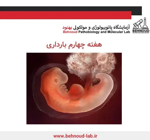 عکس بچه سقط شده هفت هفته