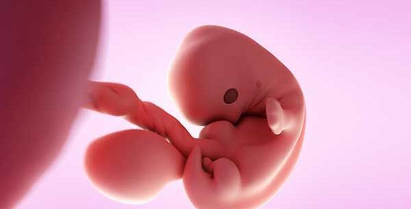 عکس بچه سقط شده هفت هفته