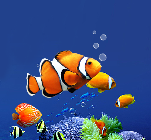 عکس تصویر زمینه ماهی