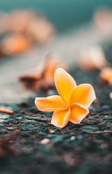 عکس گل رنگارنگ برای تصویر زمینه