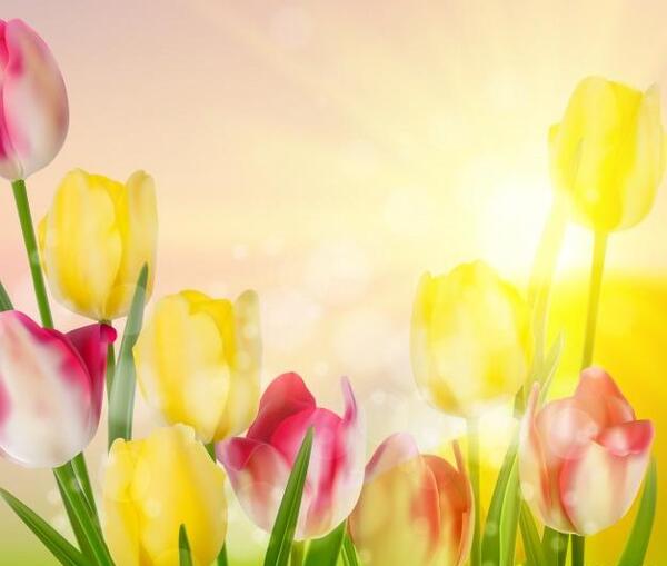 عکس گل رنگارنگ برای تصویر زمینه