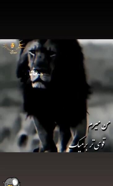 عکس سلطان جنگل سیاه