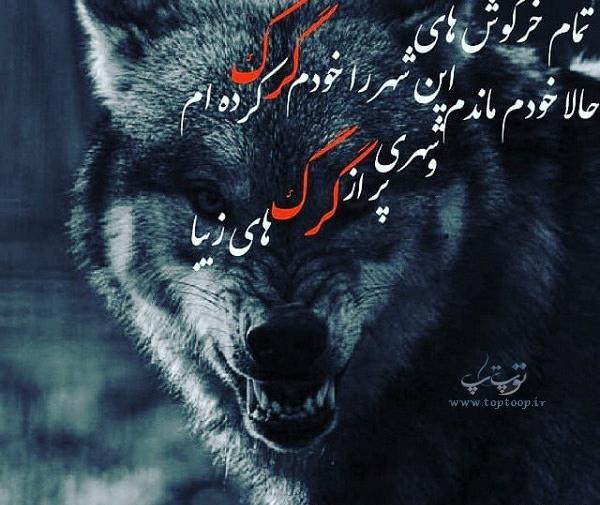 عکس تصویر زمینه گرگ و شیر
