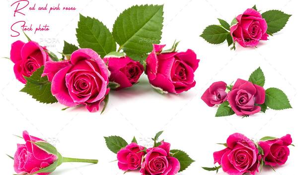عکس تصویر زمینه گل صورتی