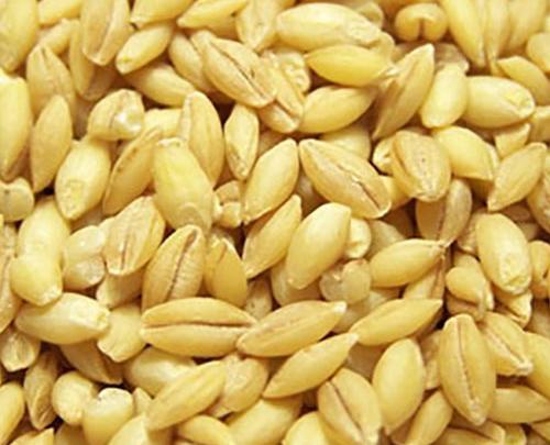 عکس جو و گندم پوست کنده