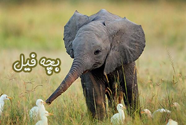 عکس بچه فیل واقعی