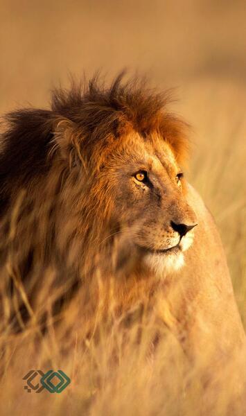 عکس تصویر زمینه حیوانی