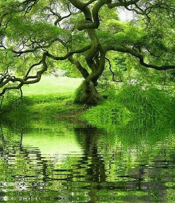 عکس طبیعت برای تصویر زمینه موبایل