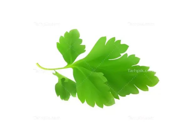 عکس از سبزی جعفری