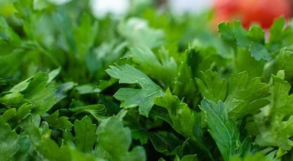 عکس از سبزی جعفری