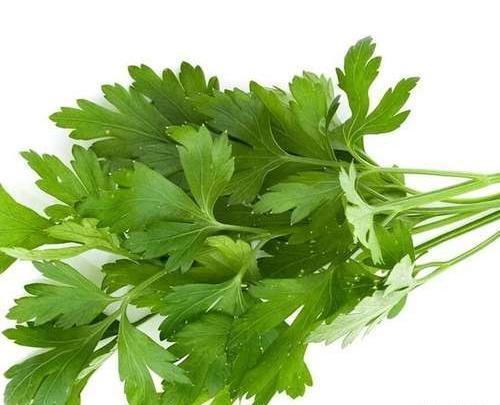 عکس از سبزی جعفری