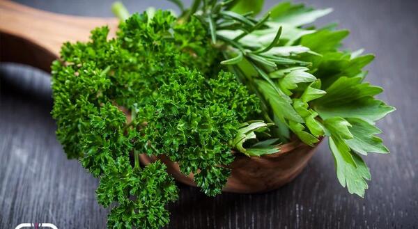 عکس از سبزی جعفری