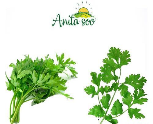 عکس از سبزی جعفری