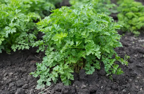 عکس از سبزی جعفری