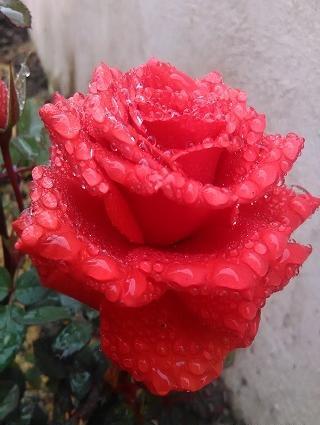عکس های زیبای گل های بهاری