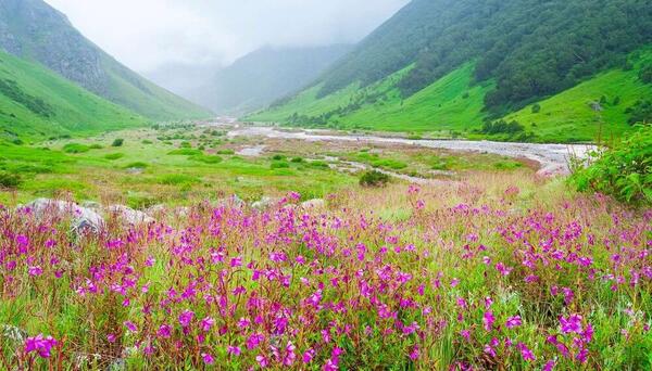 عکس های زیبای گل های بهاری