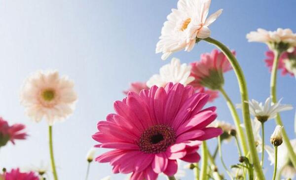 عکس های زیبای گل های بهاری