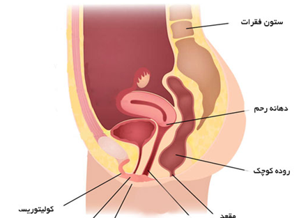 عکس تصویر آناتومی بدن زنان