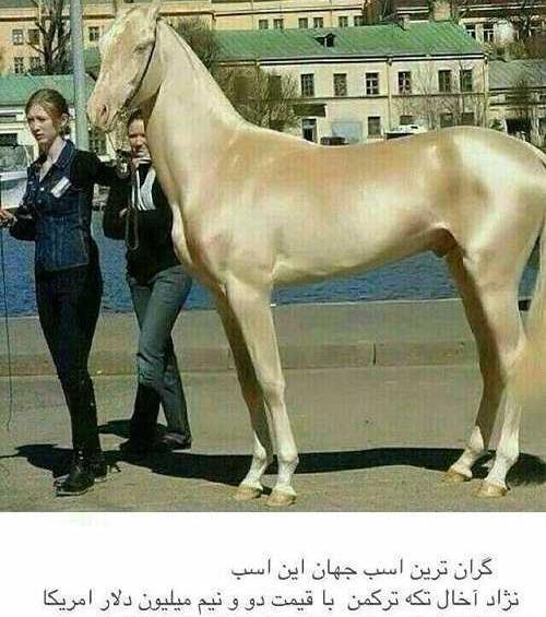 عکس قشنگ ترین اسب