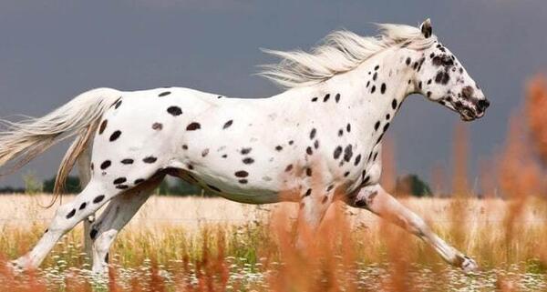 عکس قشنگ ترین اسب