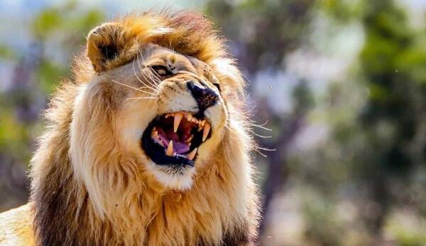 عکس شیر ترسناک وحشی