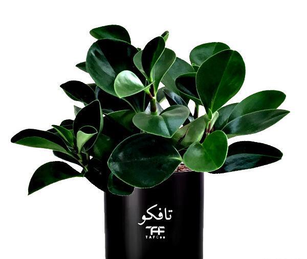 عکس گل قاشقی بلک