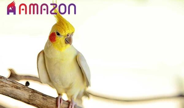 عکس بچه عروس هلندی زرد