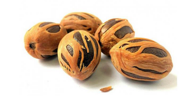 عکس ریشه جوز