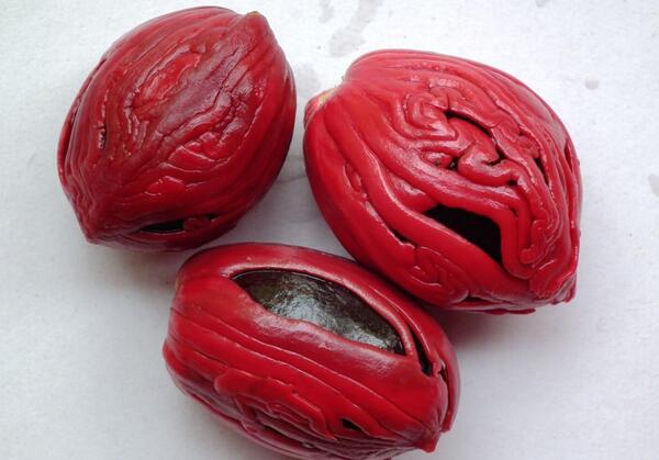 عکس ریشه جوز