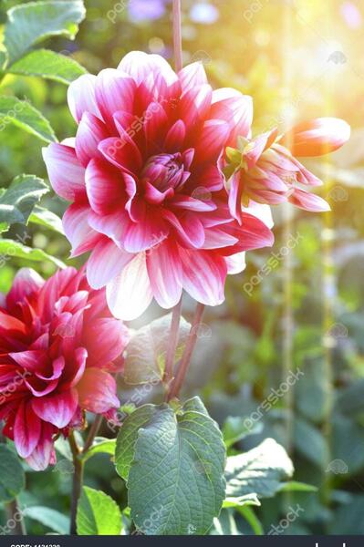 عکس برای تصویر زمینه روشن