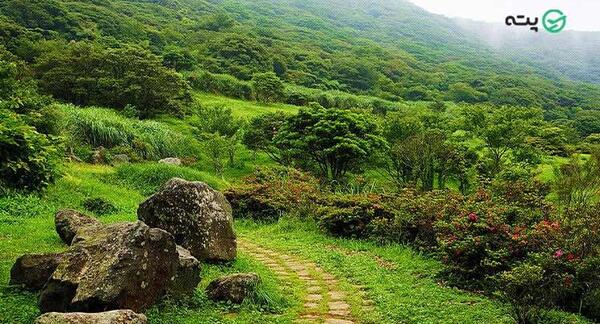 عکس زیباترین جنگل شمال