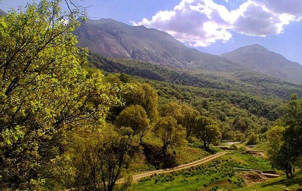 عکس زیباترین جنگل شمال
