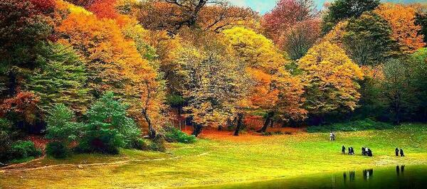 عکس زیباترین جنگل