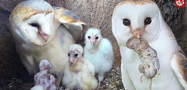 عکس بچه جغد ایرانی