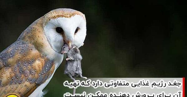 عکس بچه جغد ایرانی