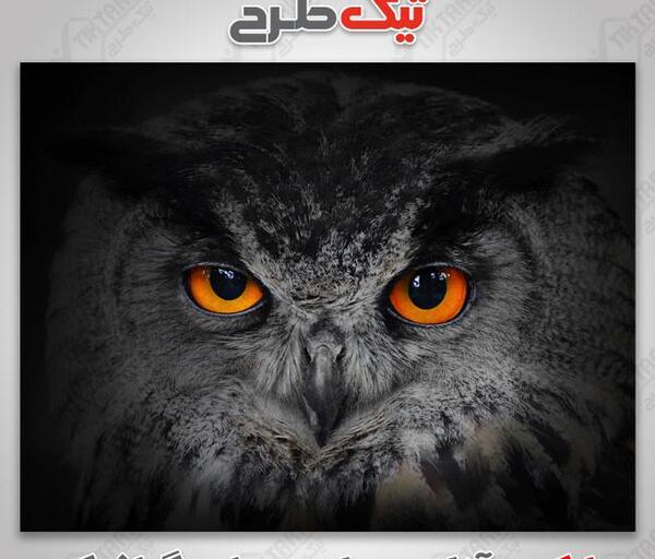 عکس بچه جغد ایرانی