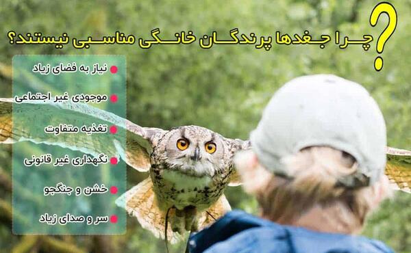 عکس بچه جغد ایرانی