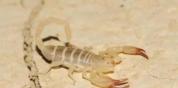 عکس بچه ی عقرب