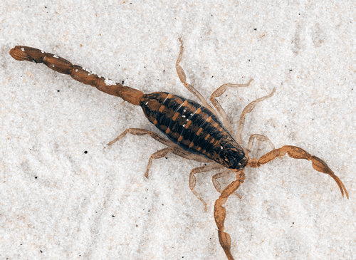 عکس بچه ی عقرب