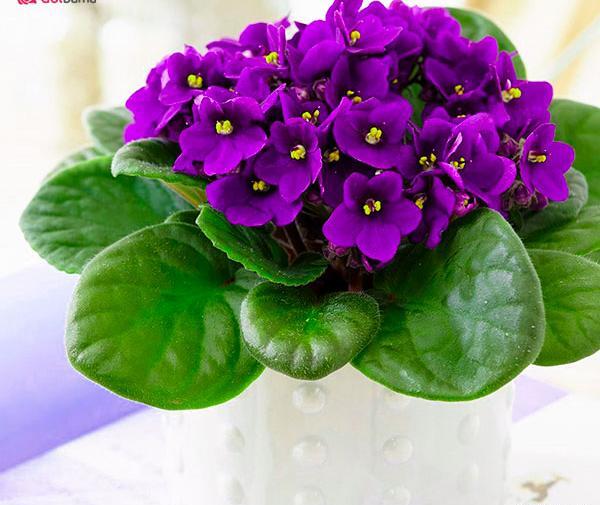 عکس گل همیشه بهار بنفش
