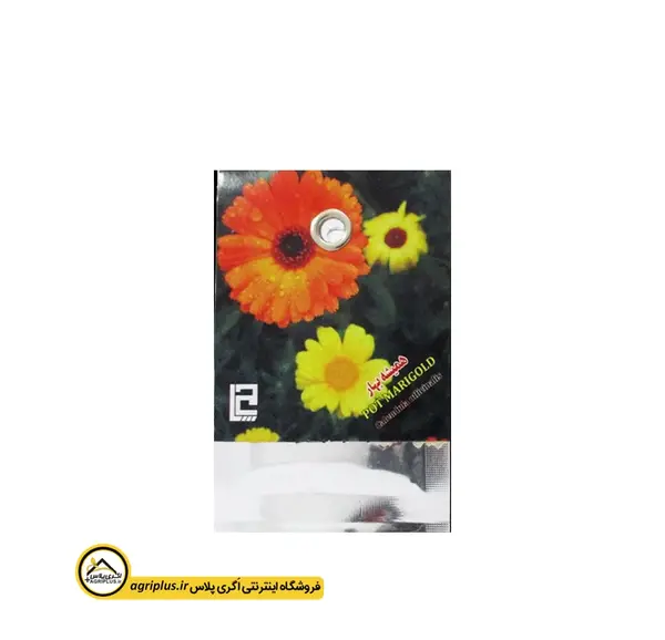 عکس گل همیشه بهار بنفش